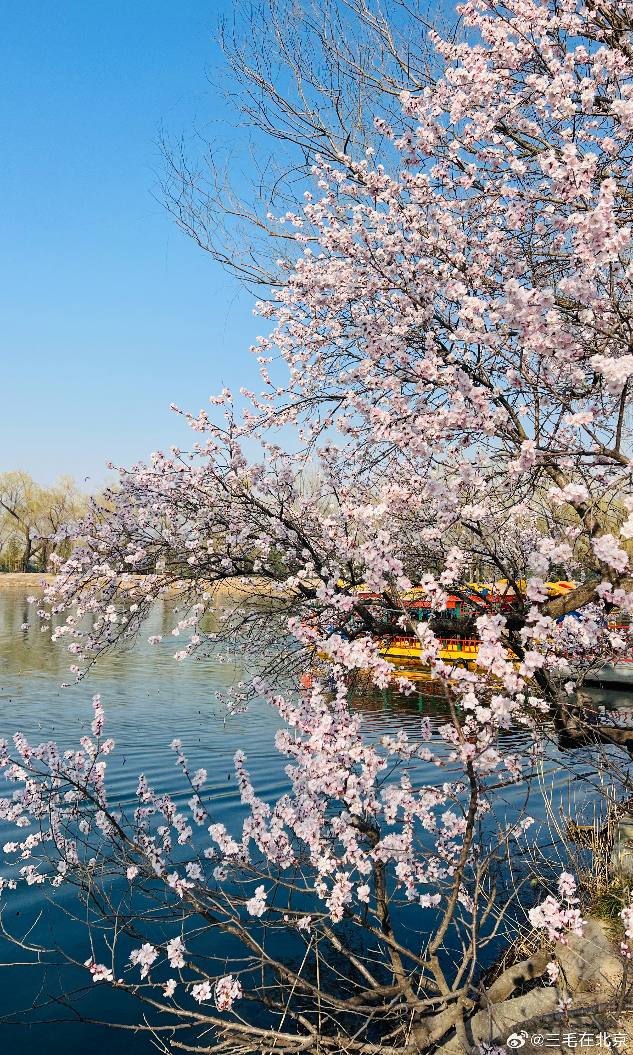  颐和园 山桃花开 春满西堤摄影北京春色正好