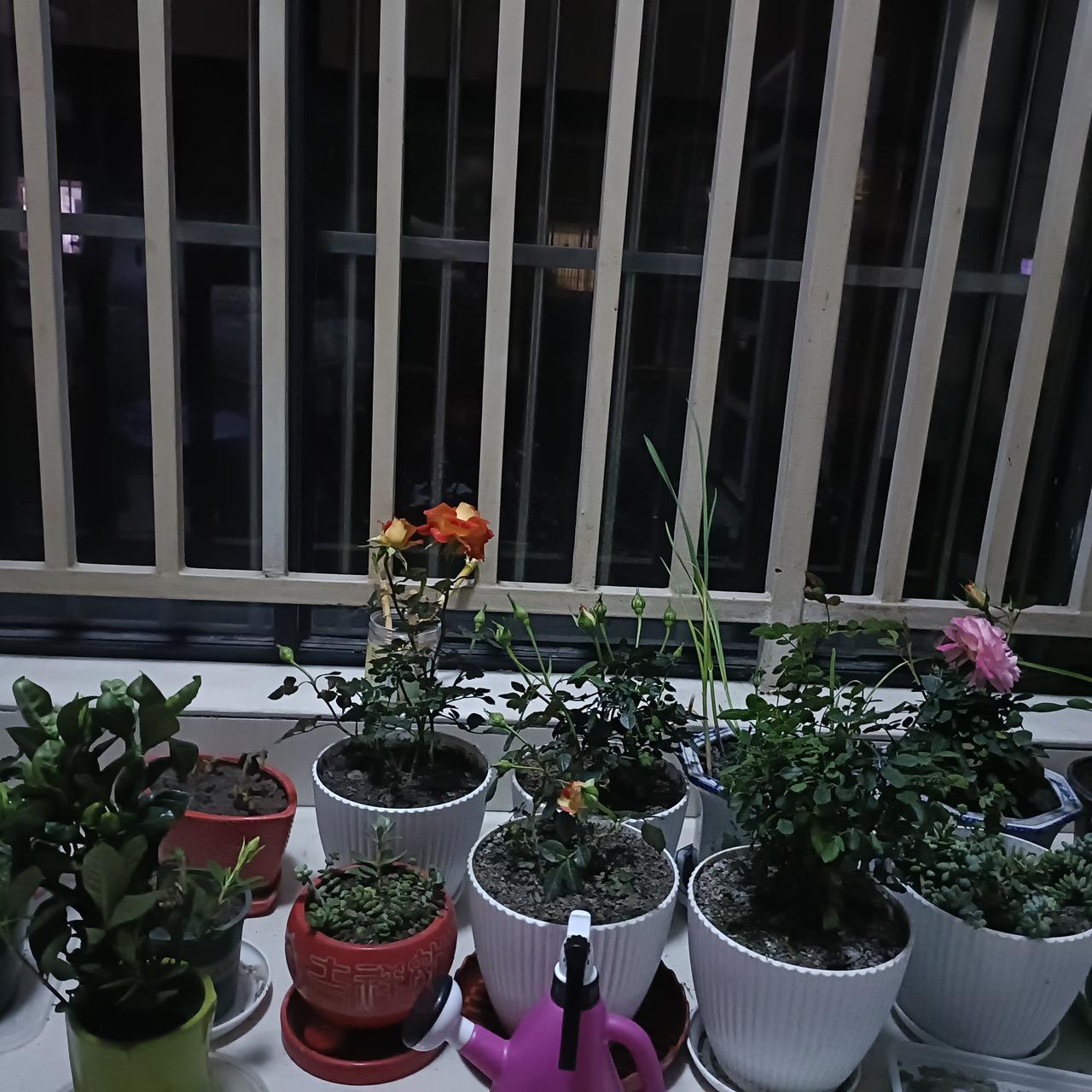 晒一晒你养的花前面养的了，基本都死了