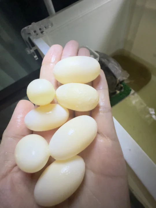 龟龟下蛋啦🥚