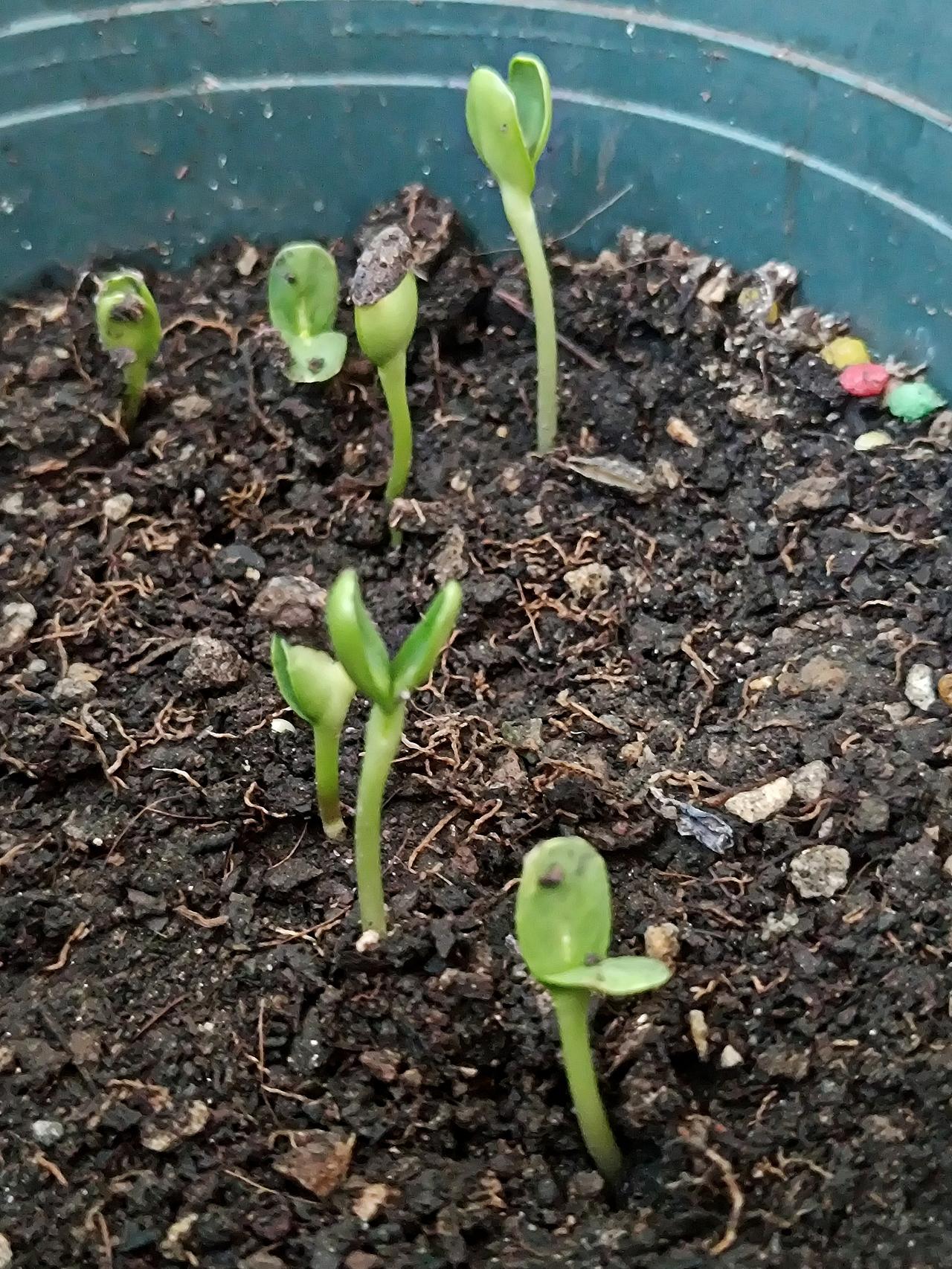 晒图笔记大赛新播种的向日葵种子，仅仅三天就破土发芽🌱。嫩生生的小苗奋力钻出泥土