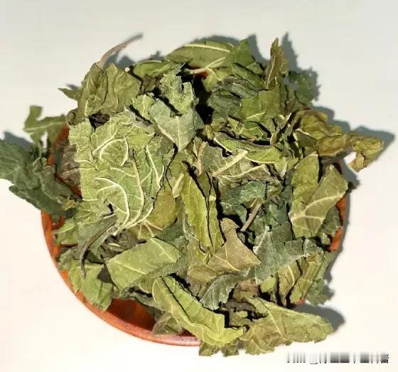 霜打桑叶赛人参！3种搭配，清肝火、清肺热、清湿热，全家适用大家好，我是中医