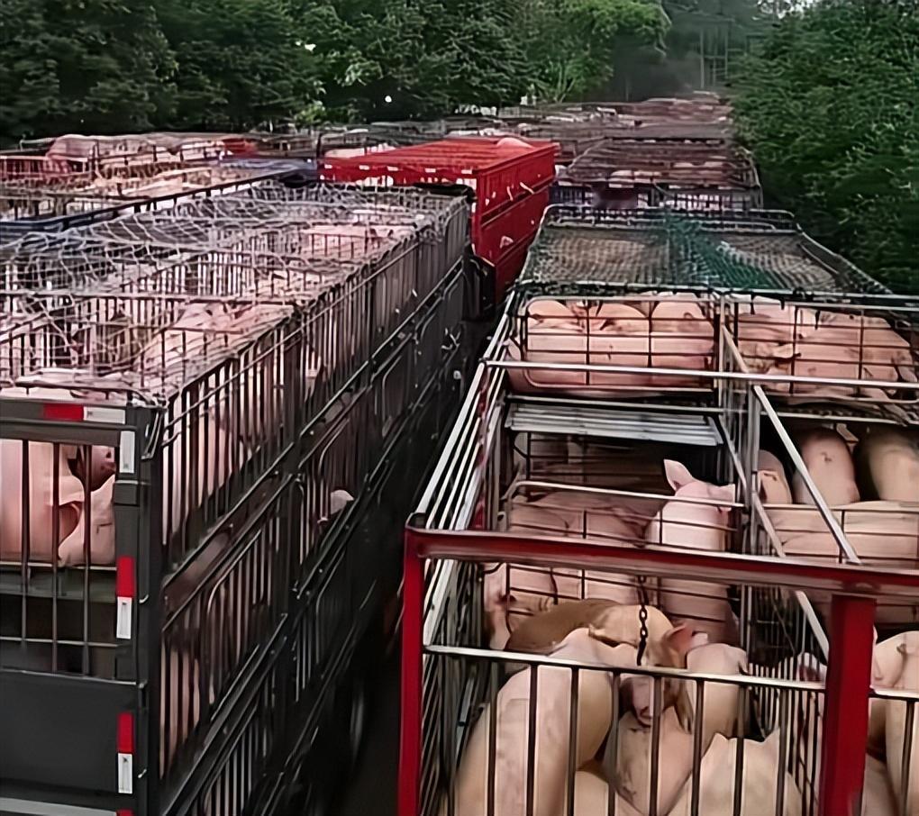 生猪价格创下八年新低，部分地区跌破每斤5元，千万养猪户深陷亏损困境，这样的生死局