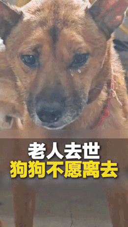 “心真的碎了！”重庆，一70岁的独居老人在家中去世，老人养的狗狗不吃不喝却守了老