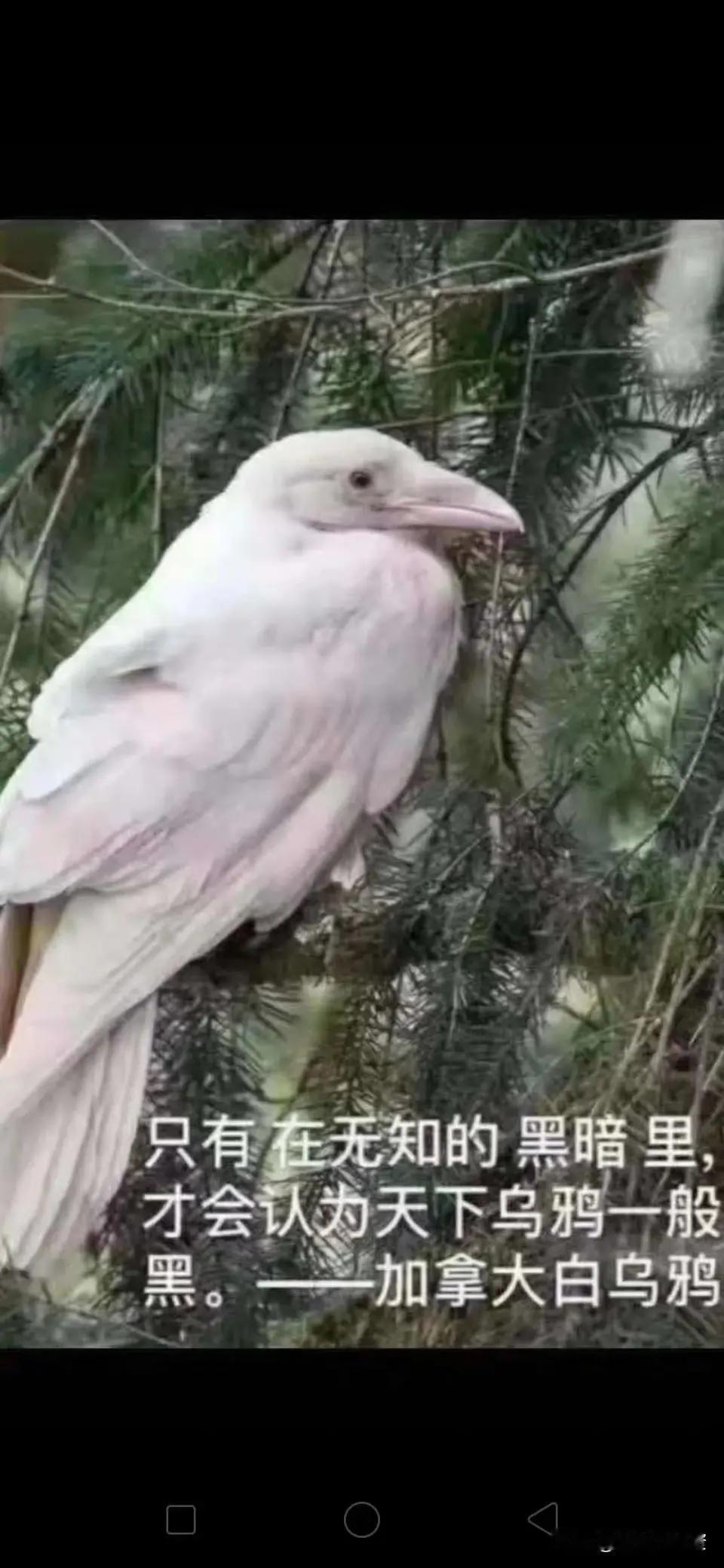 你说它是科技牛，中际旭创怎能和中兴通讯相比，这两个公司根本不是一个级别的公司，中