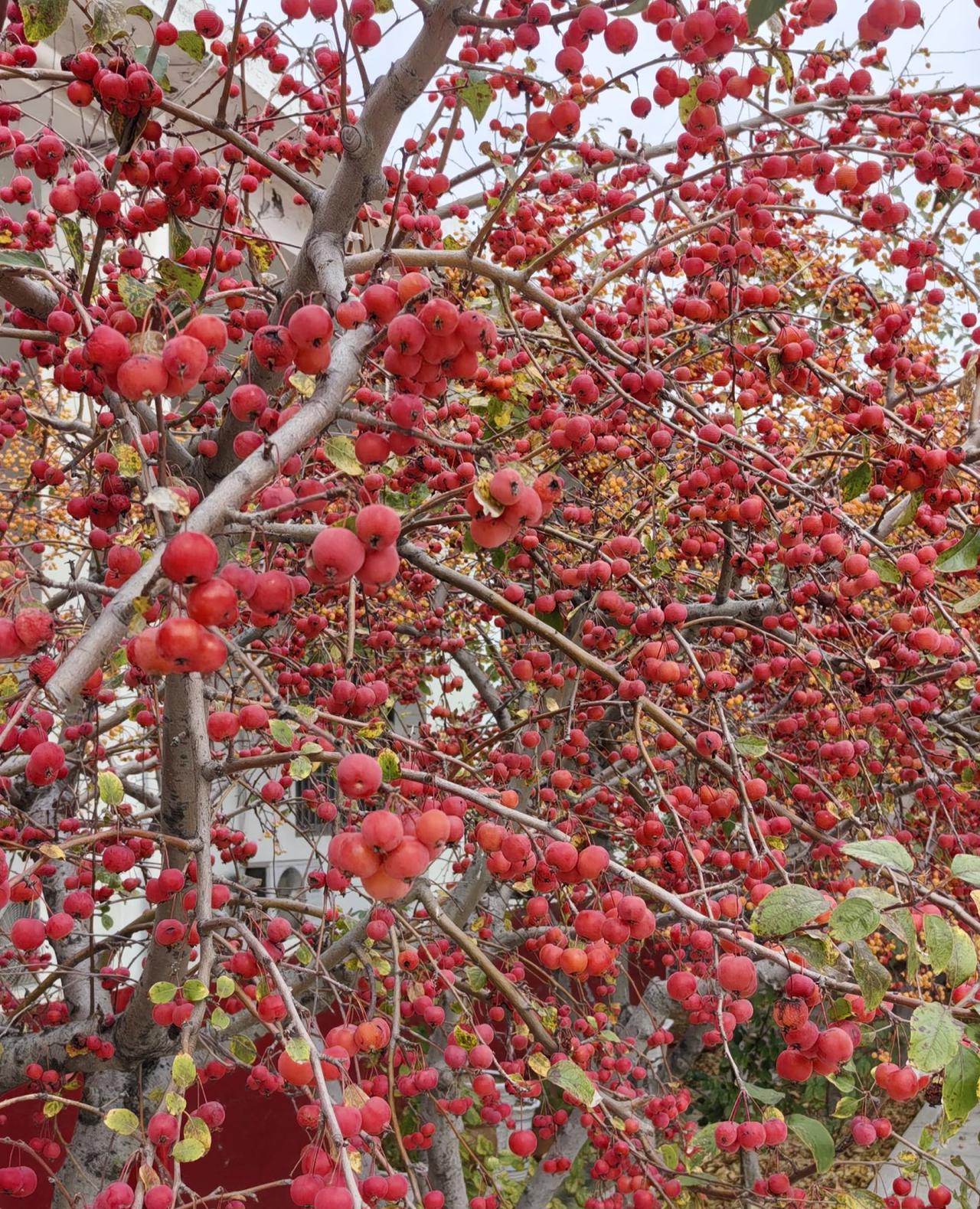 有没有人认识这种果子？路边看到的密密麻麻的全是果子看着好有食欲不过好像没