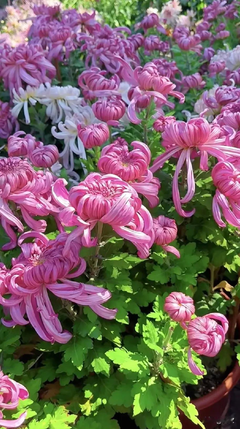 上联:露荷尽展坦然意下联:霜菊独抱清高骨横批:君子之风