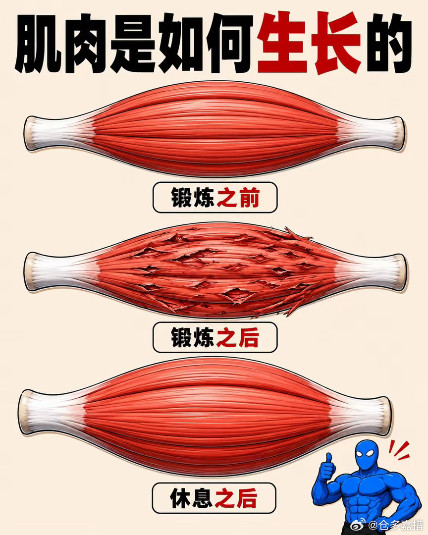 肌肉是如何生长的
