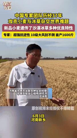 6月3日，中国科学家用37年的死磕和坚持，一种叫“普冰03”的新品种小麦，成功问