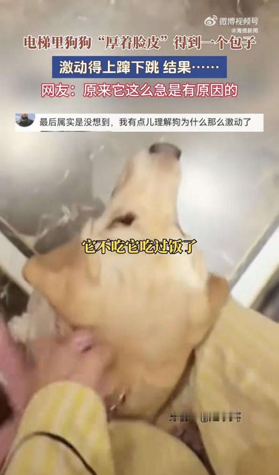 笑不活了！重庆电梯内，一只宠物狗主动跟电梯里的邻居讨要包子，邻居十分大方的给了一