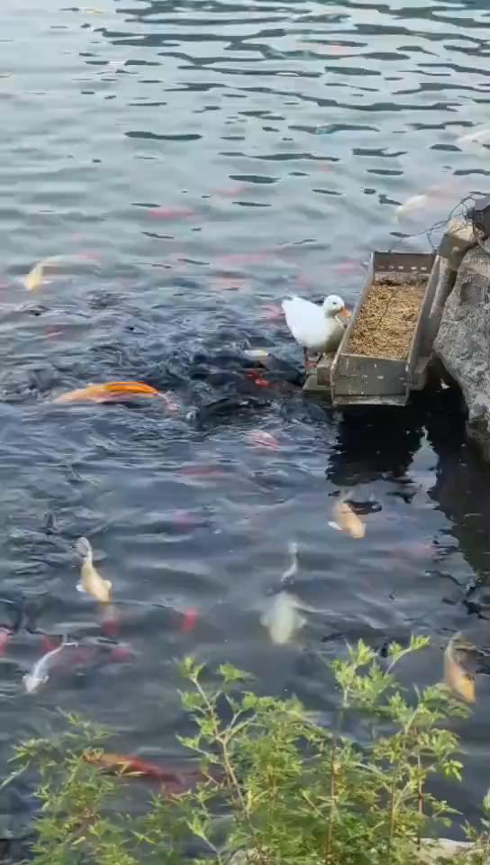 这波操作都看傻了。