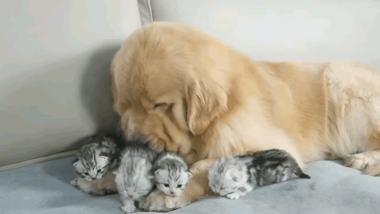 谁能想到，跨物种的温情能这么戳人！家里猫妈妈受伤去医院治疗，留下一窝软乎乎的小奶