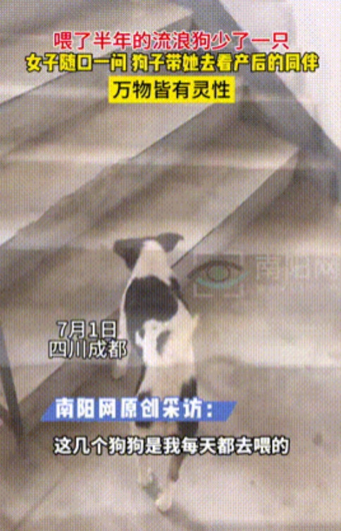 “万物皆有灵！”四川成都，一女子经常喂食小区周边的两只流浪狗，可突然有一天，女子