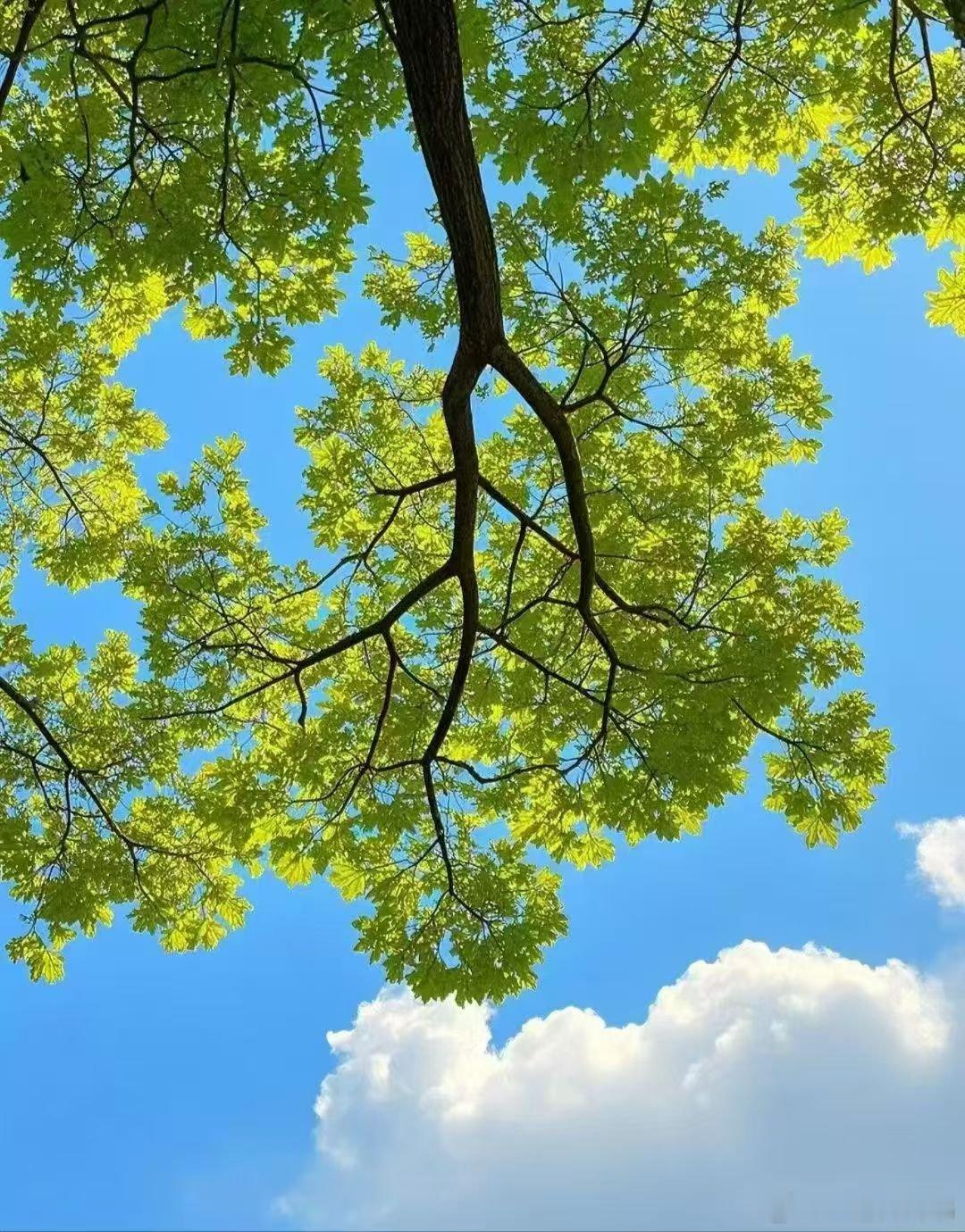 王凤仪善人智慧永远记住天道的规律是：不需要你多好，不需要你多聪明，只要你有德行就