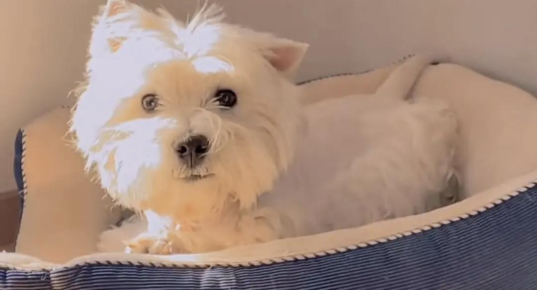 北京首例宠物投毒案宣判！65岁老人毒杀9条狗获刑4年，主人辞职追凶3年：赢了官司