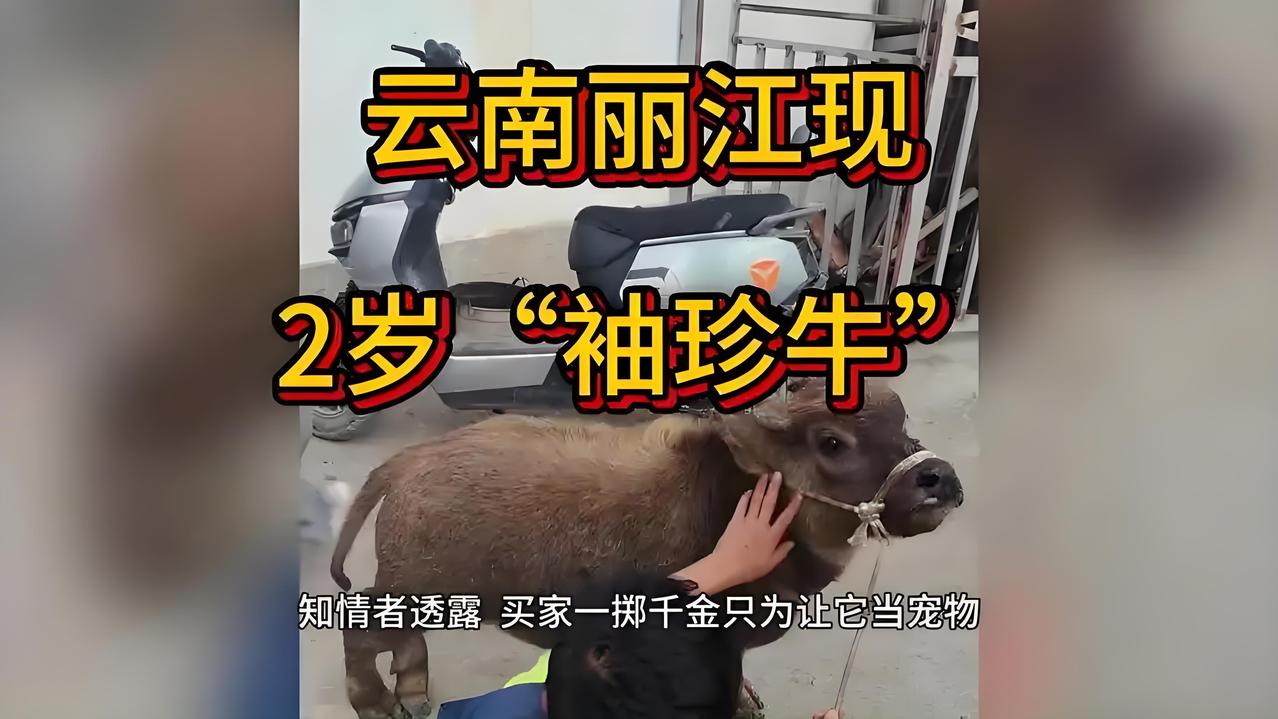 你会花14000元买一头“袖珍牛”当宠物吗？云南丽江一头两岁“袖珍牛”近日成