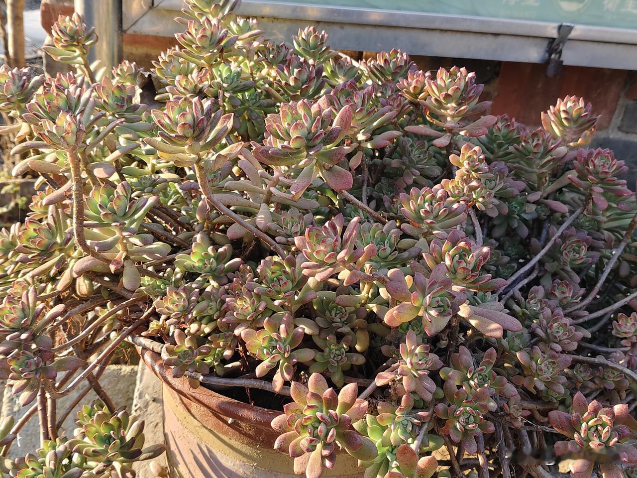 今天路过邻居家门口，一眼就被这盆多肉惊着了！这哪是养花啊，简直是多肉“老妖精”