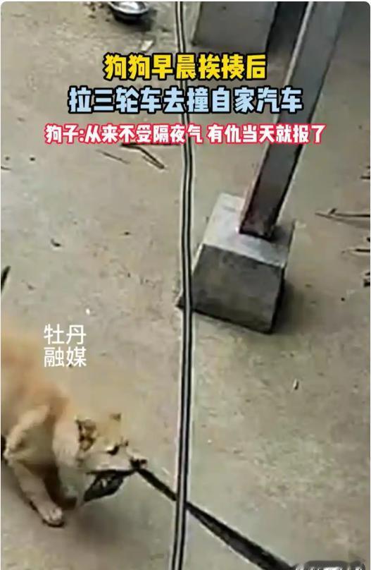 云南一男子因为狗狗调皮，早上揍了它一顿，结果这狗子记仇了！趁主人出门，它叼着拴三