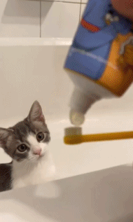 这也太乖了吧......