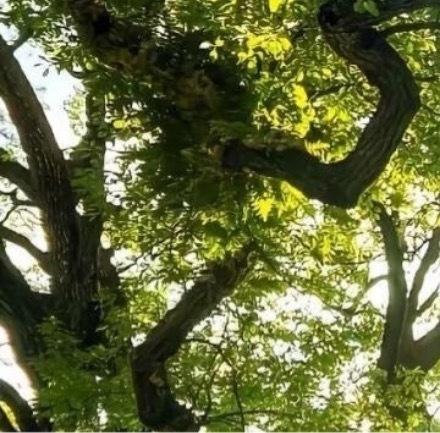 1800山楂的种植方法：一、选地选择适宜的土壤和地形，山楂树适应性强，但在碱性