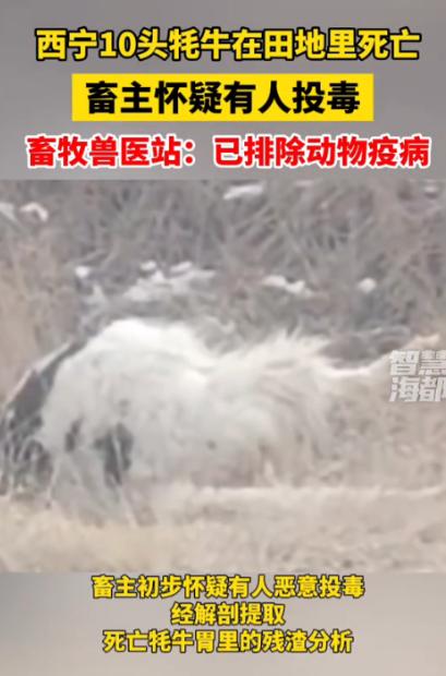 “严查到底！”青海西宁，一名牧民养殖户清晨去田里查看时，竟发现自家放养的10头壮