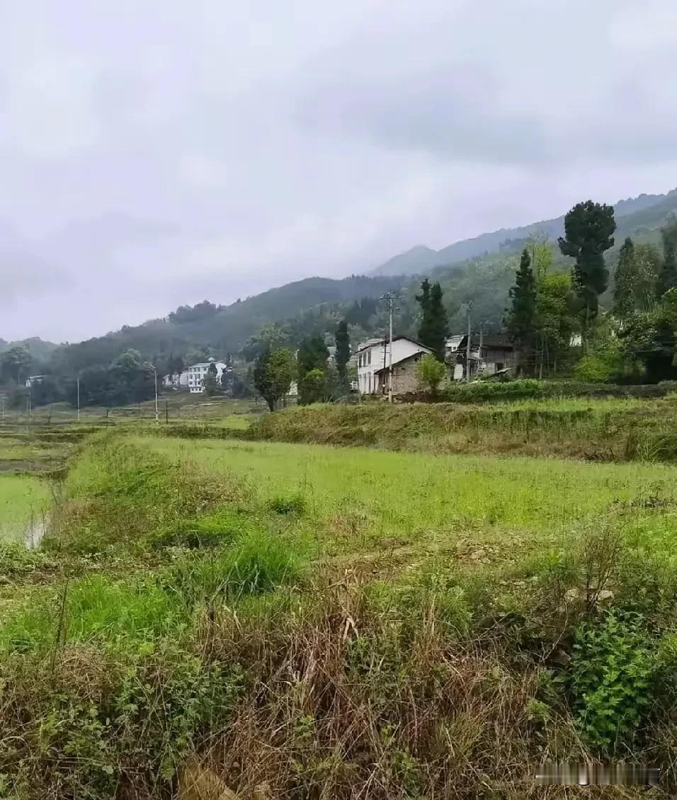 你们发现没有，现在在农村再也没有一家有女百家求的现象了，村里有四五个待嫁的姑娘，