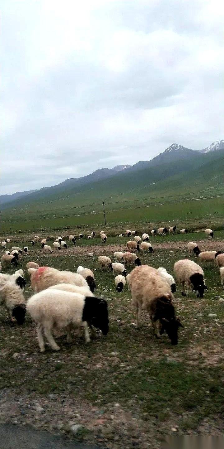 大学运动会报名，一个四川小伙，报的项目把辅导员给整不会了。项目内容就一句话：只