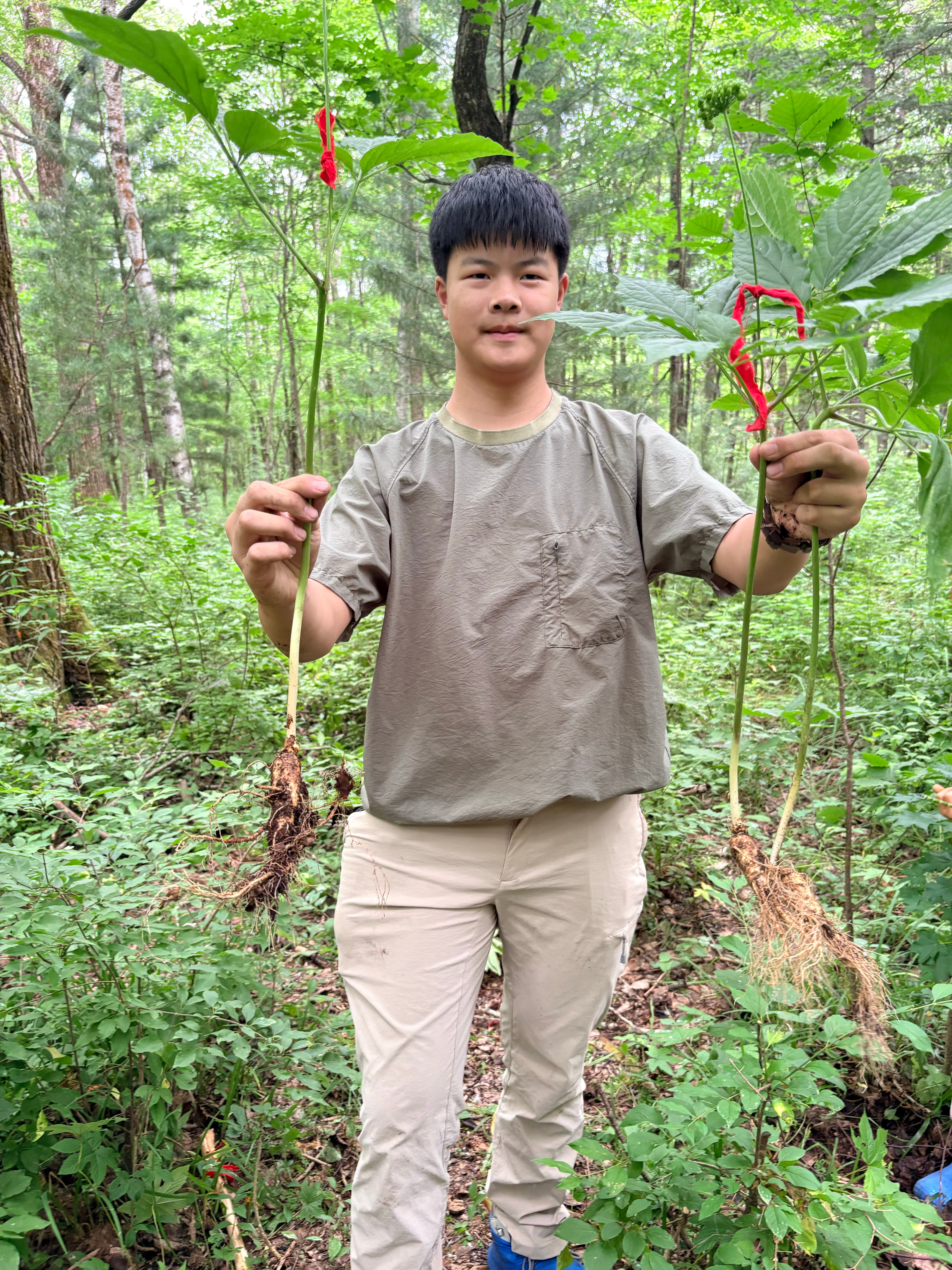 挖人参还挺简单的，选了林下参，还以为要进林子里一顿好找，没想到只是走到他们种植的