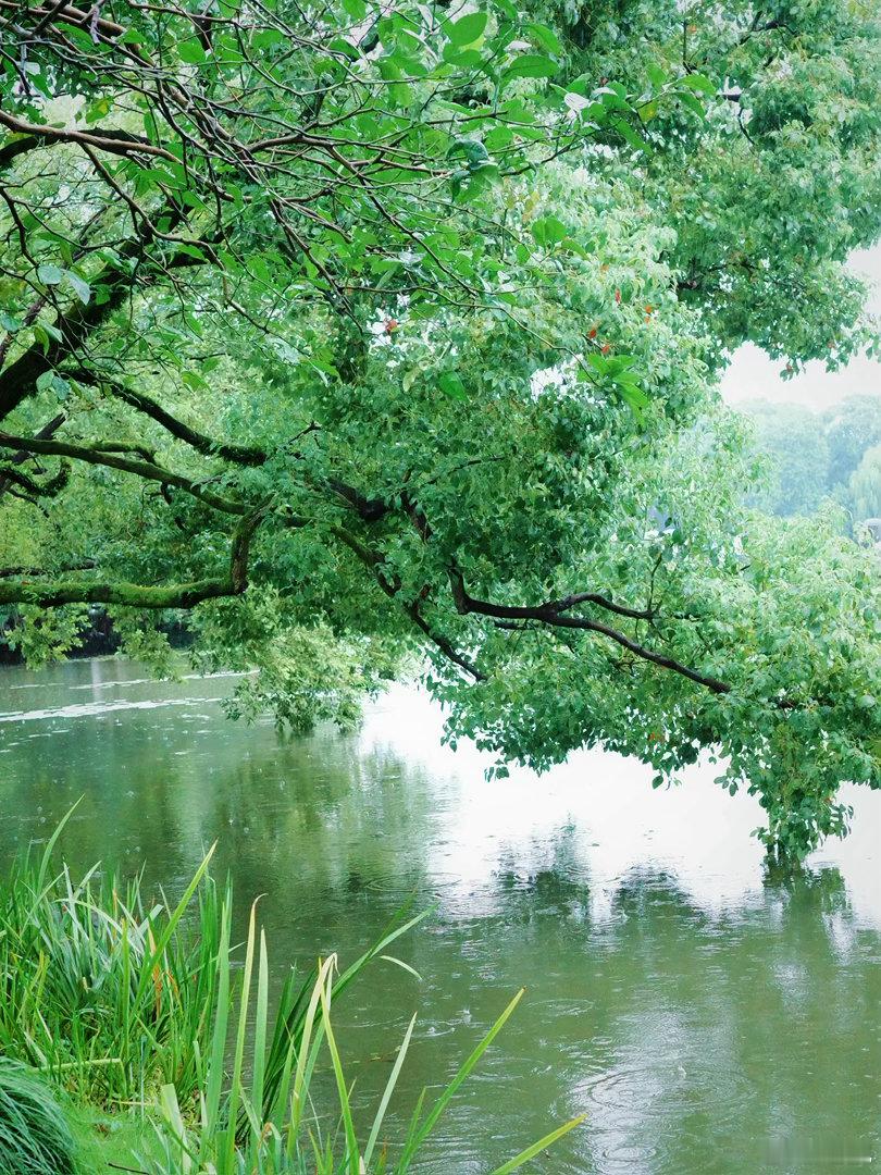 晴西湖不如雨西湖🌧️杭州·西湖