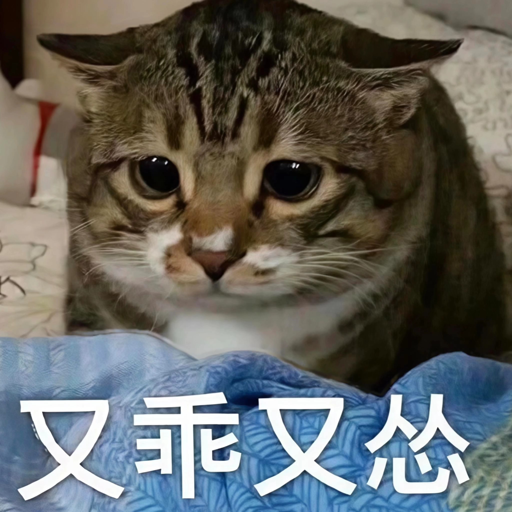 最近各家手机品牌粉丝，戾气有点重…我不是哪家品牌的粉丝，但是我是产品的粉丝！好产