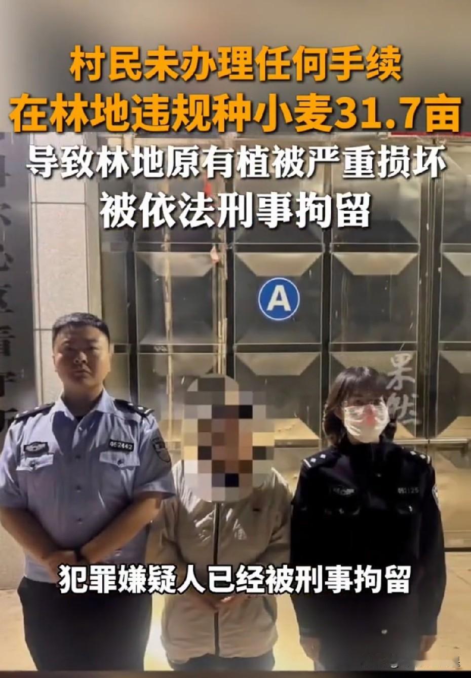 不就是种了点粮食吗？怎么就被刑拘了？真的看懵了！内蒙古王某在承包林区间种3