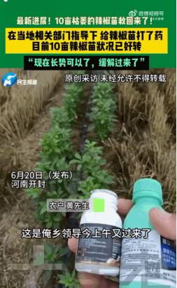 靠天吃饭！6月20日，河南开封，一农户面对自家十亩地里成片耷拉着脑袋、枯黄濒死的