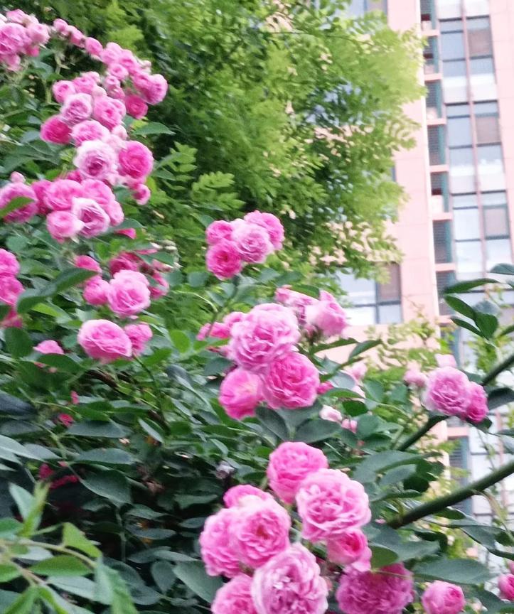 蔷薇绽满矮篱墙小朵悠然沐日光不与千花争秀色……[作揖][玫瑰]上联:蔷薇
