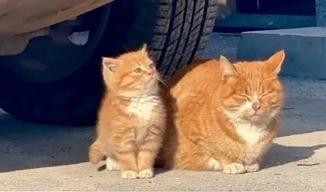 只要有妈妈在，我就不是流浪猫（傲娇脸）