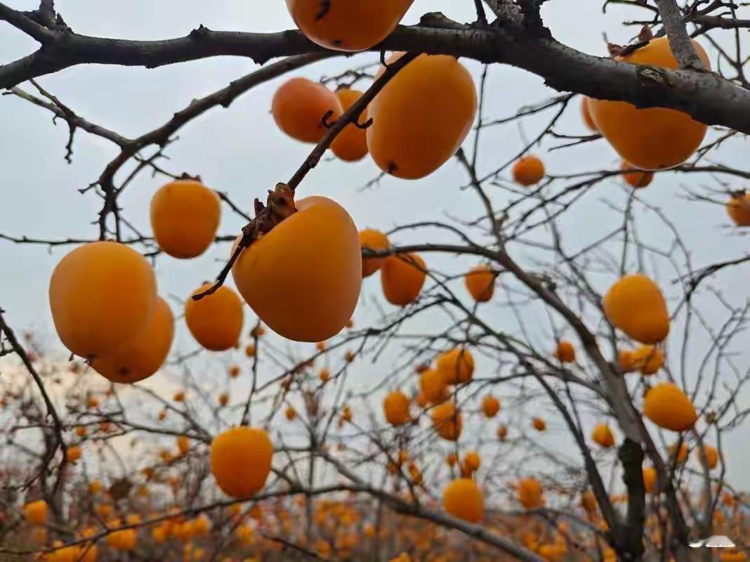 青岛崂山脚下惊现“柿子瀑布”！废弃虾池变网红公园，市民默契不采摘背后的温暖真相