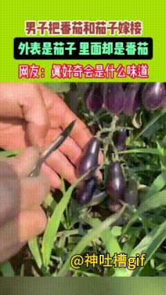你吃过这样的嫁接水果吗？把番茄和茄子嫁接，长成一个个小茄子，表皮和茄子没有什么区