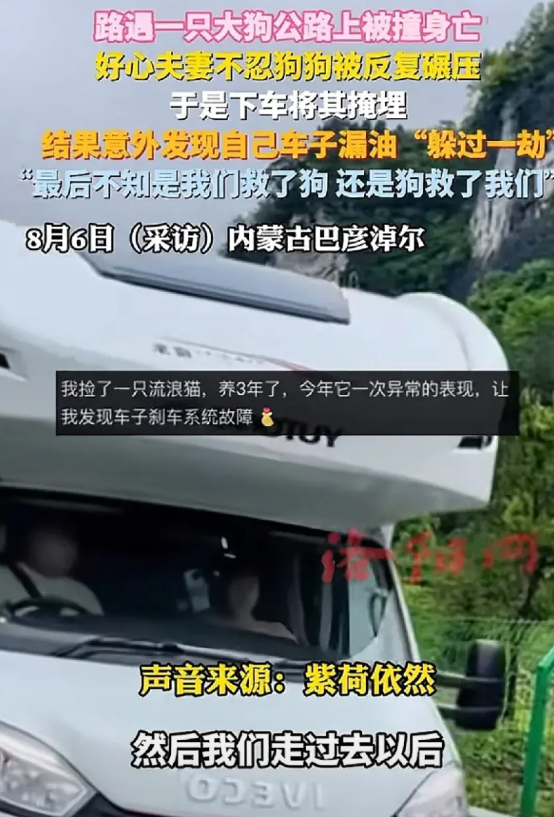 夫妻驾着房车外出旅游，在省道上瞧见一只大黄狗横躺在路中央，看上去已经没了气息。丈