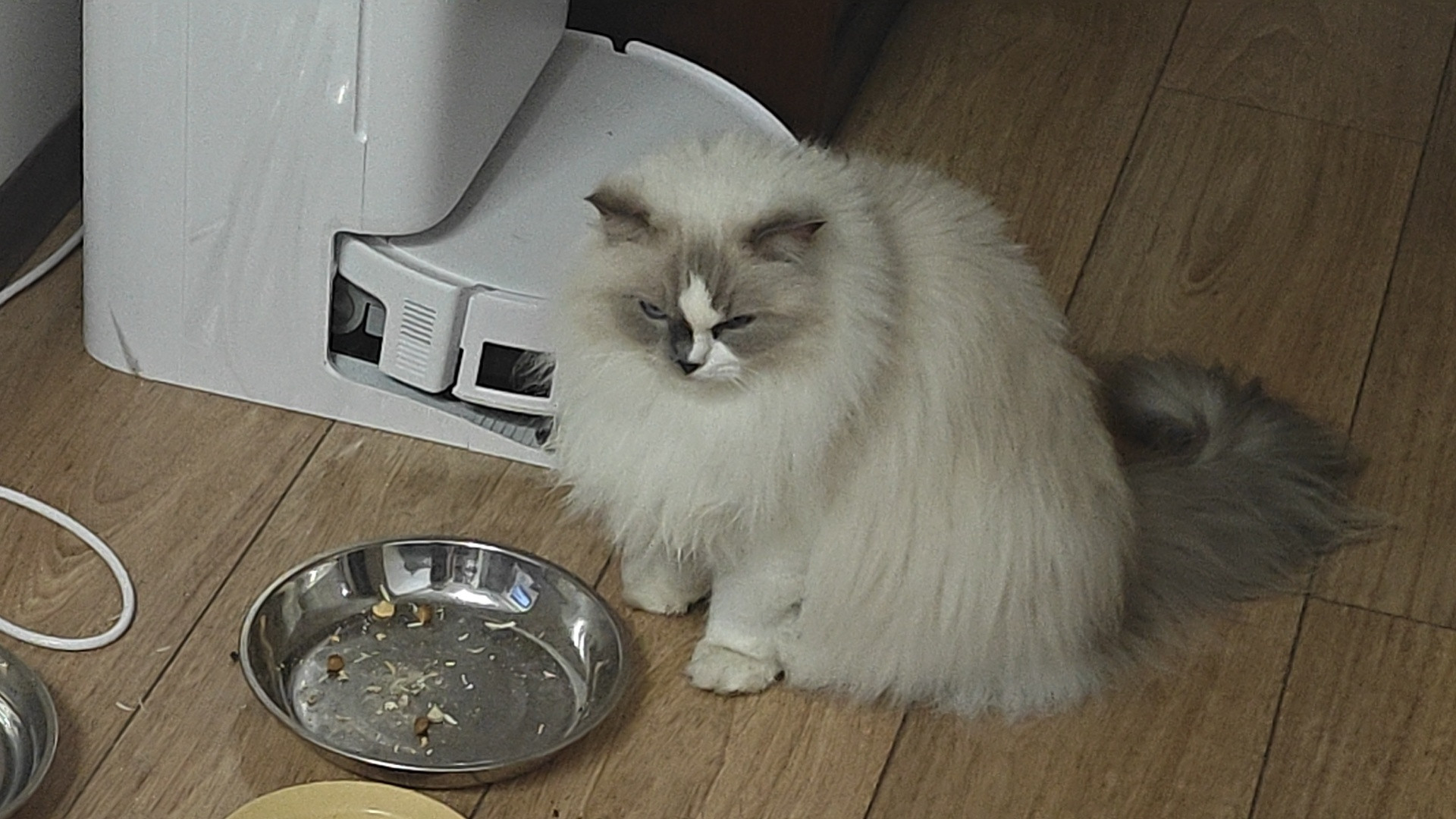 昨晚家里小猫出逃4小时，回来后要饭，吃饭，拉💩……仿佛什么都没发生过……​​​