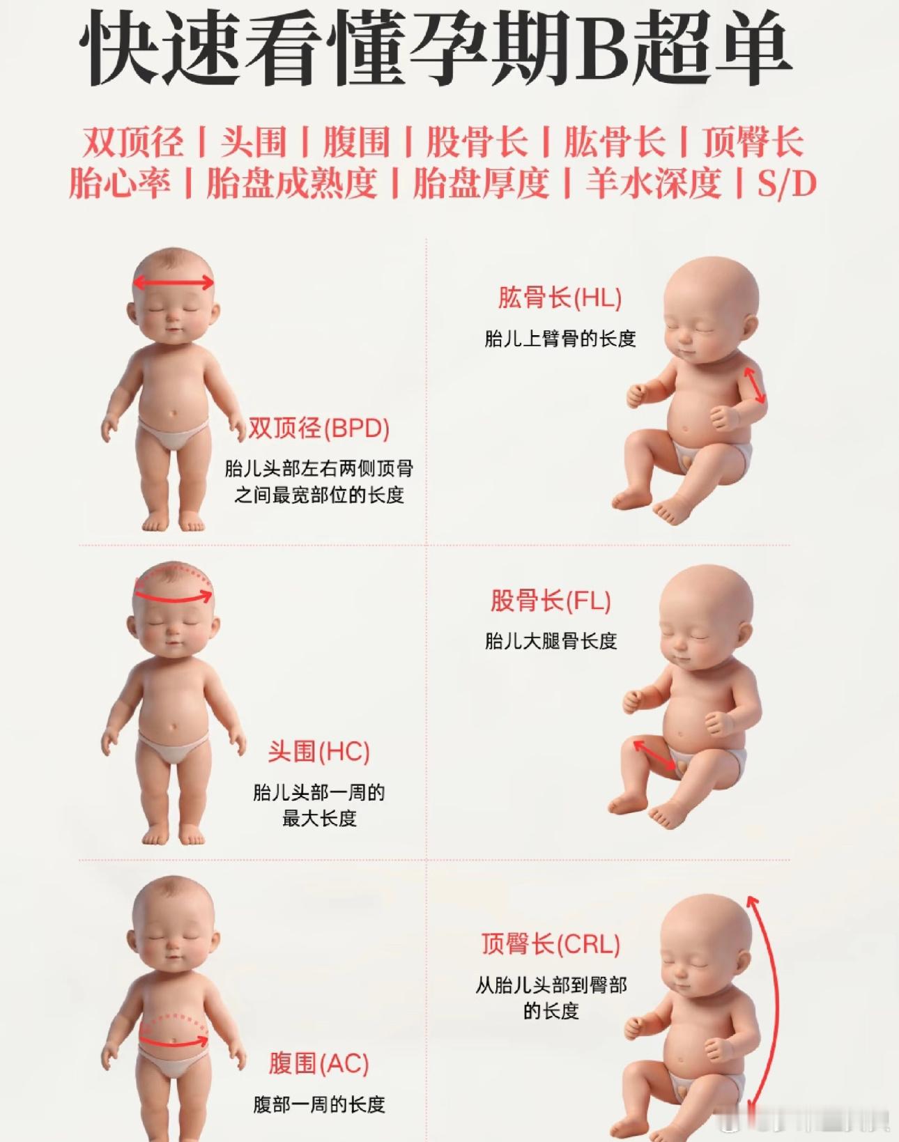 怀孕图解一看就懂