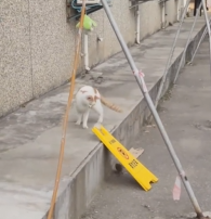 越想越气,气鼠了