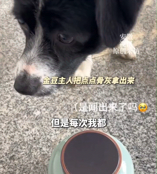 谁懂啊看到点点狗找伙伴的样子，瞬间破防了！四川这只狗狗和玩伴朝夕相处，前一秒还一