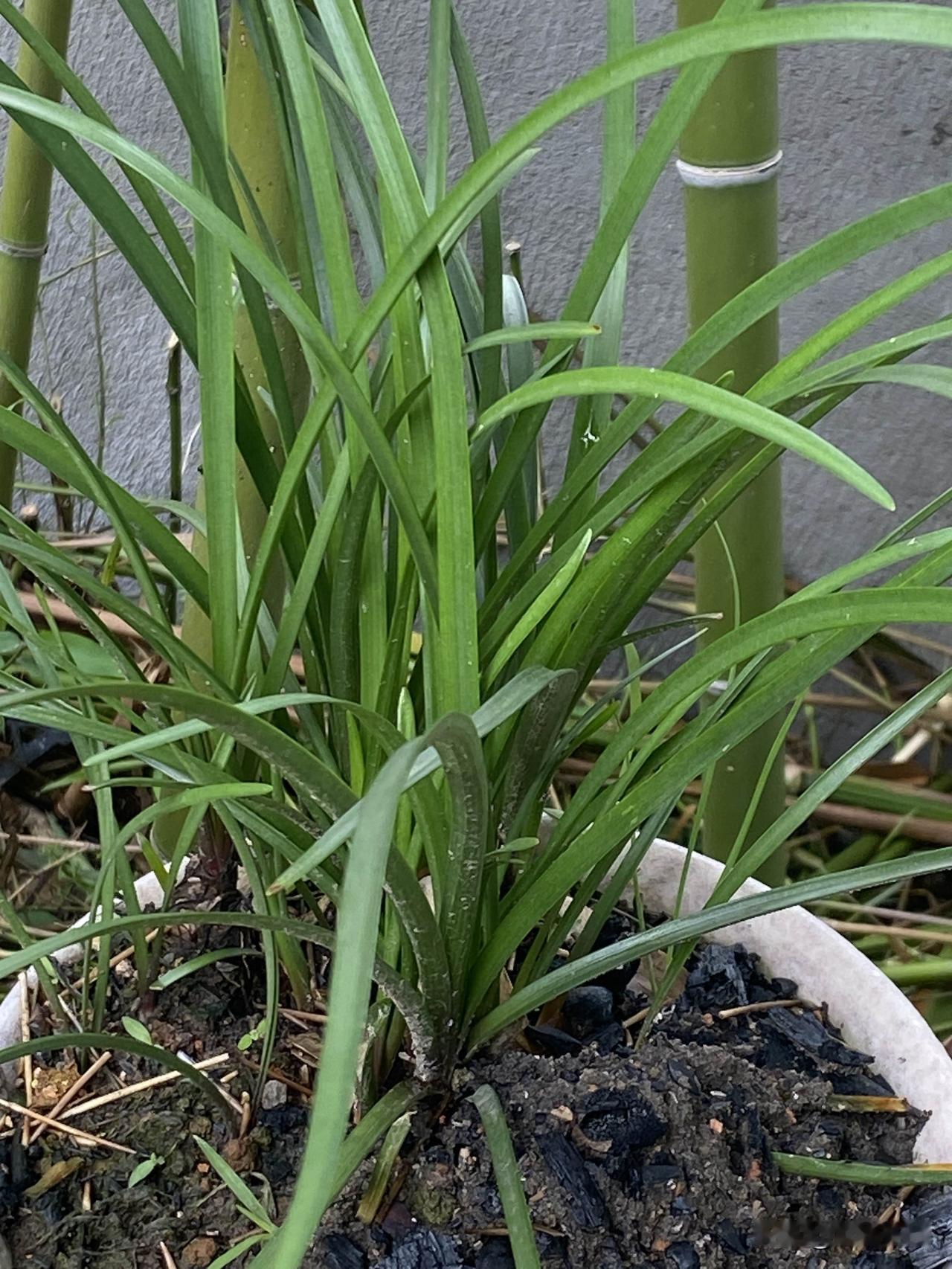 能分享一下你相册里的风景照片吗绿意盎然的盆栽，生机勃勃的植物，自然之美尽收眼底。