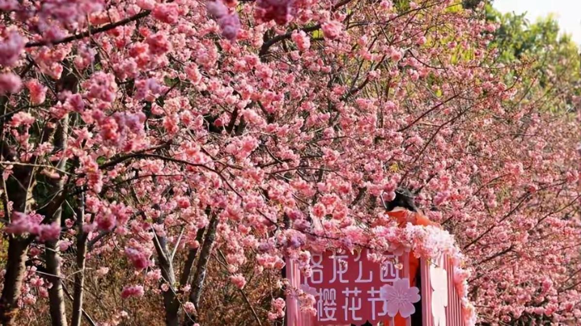 🔥洛龙公园樱花在哪？一分钟找到绝美花海！呈贡洛龙公园樱花藏在北门进右手边、西北