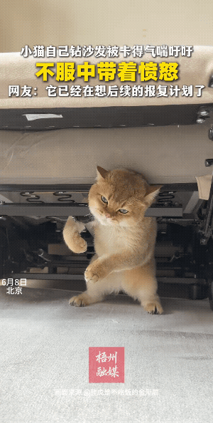 男主人:卡进去了吧！女主人:哈哈哈！哈哈哈！男主人:你扛不住吗？喵仿佛说:
