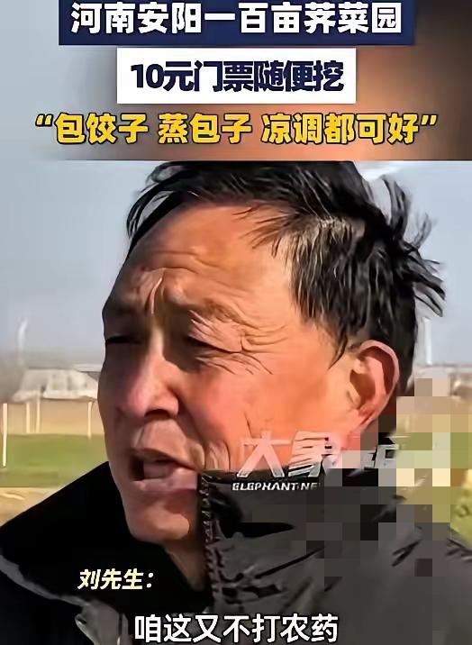真的太佩服河南这位大哥了，脑子活、路子野，普通人根本想不出来！家里100多亩荠