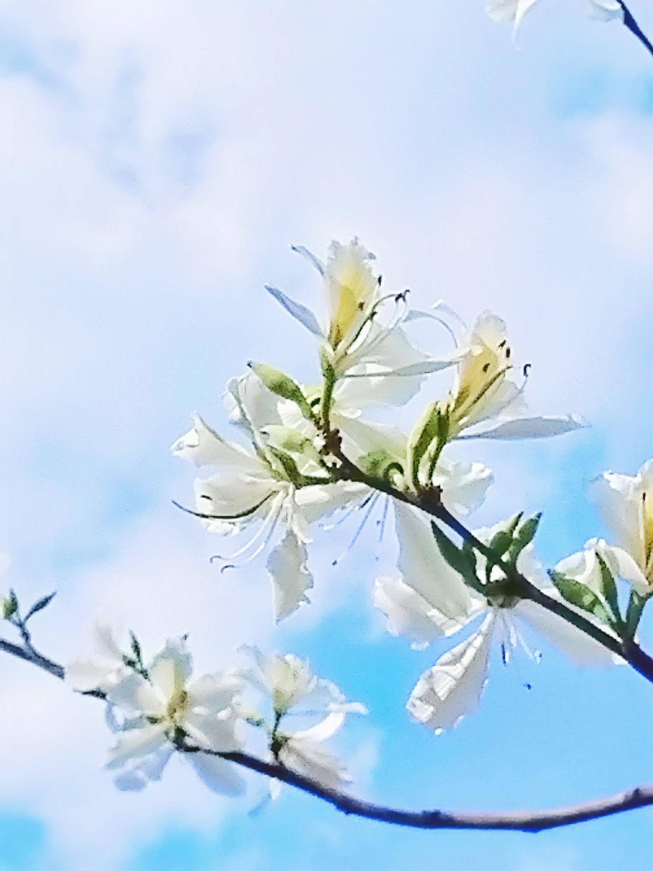 春日花语：纯洁与希望的绽放在这明媚的春日里，每一朵花都是自然写下的诗篇。漫步在