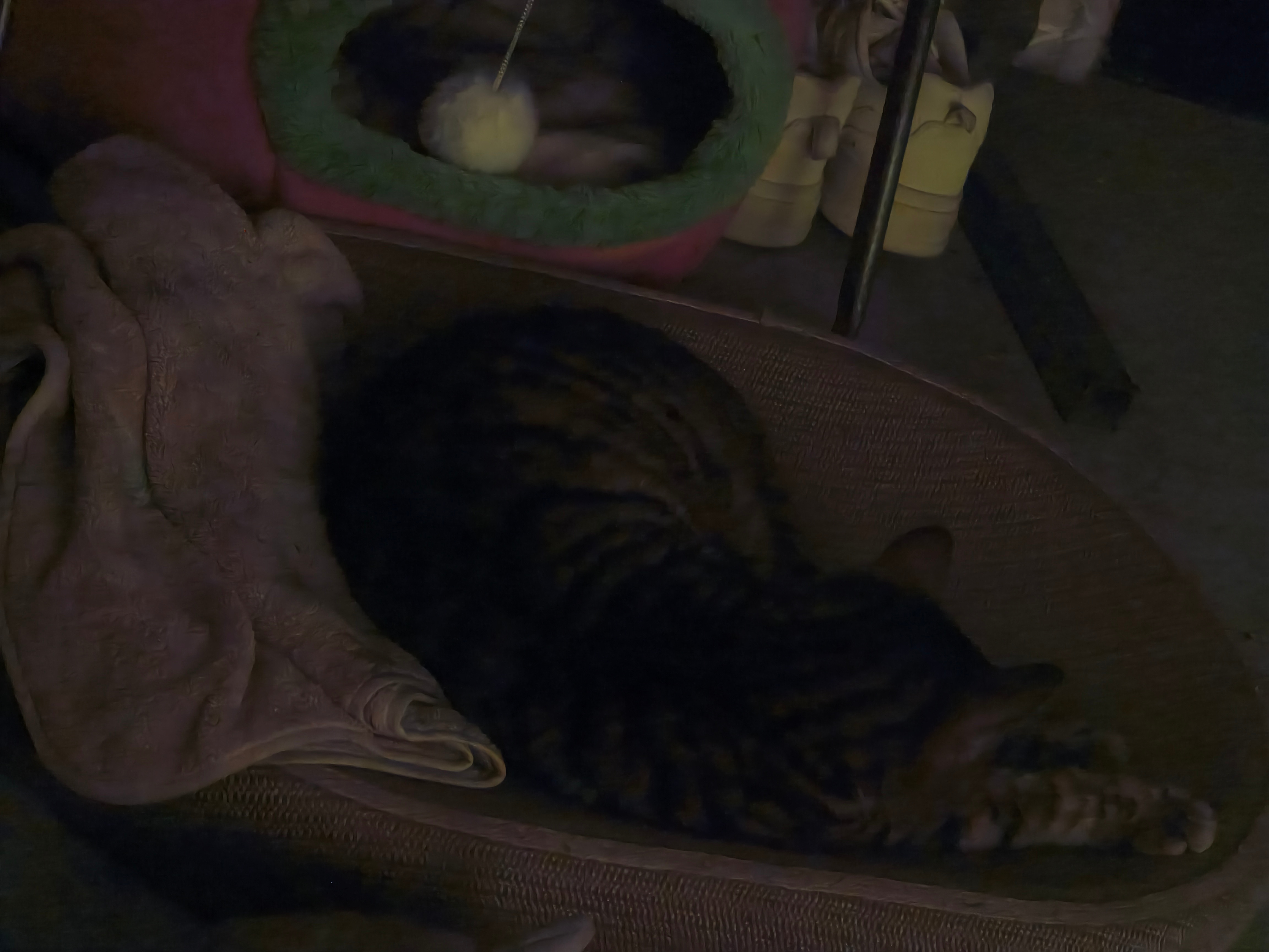 美好的一天:美美下班→一小时锻炼→睡前撸猫