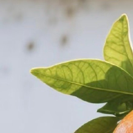 0000橙子种植：一、土壤要求：橙子对土壤要求较为宽松，但最好选择排水良好、通气