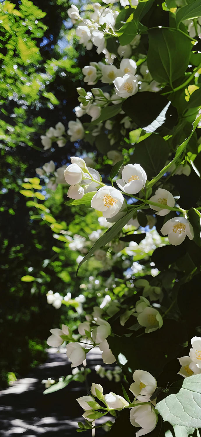 iOS26·这壁纸美到窒息