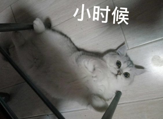 千万别一时冲动就养猫，虽然猫咪是真的很可爱