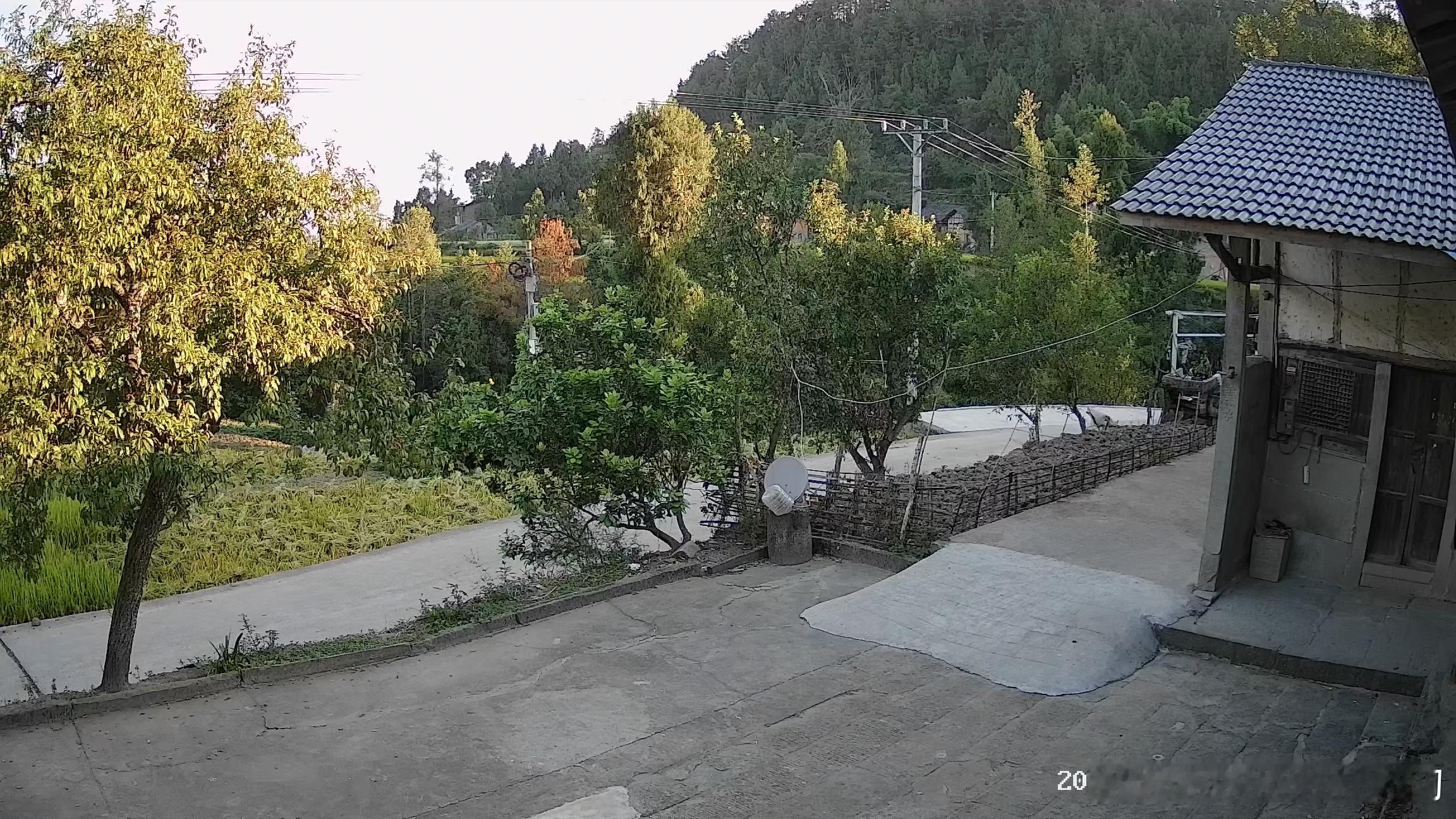 早安，太阳已经晒到我家的李子树了，门口邻居的水稻也收割了一半了。我妈早就出门了，